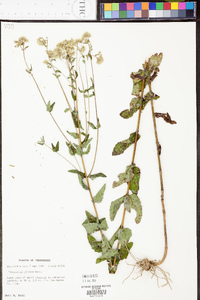 Eupatorium pilosum image