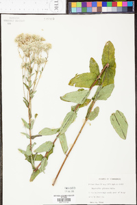 Eupatorium pilosum image