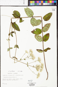 Eupatorium pilosum image