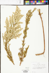 Eupatorium compositifolium image