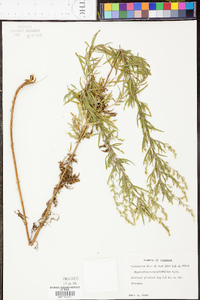 Eupatorium compositifolium image