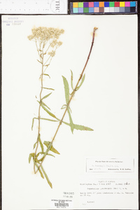 Eupatorium leucolepis image