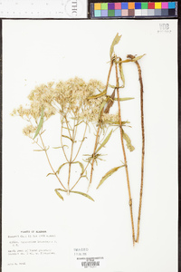 Eupatorium leucolepis image