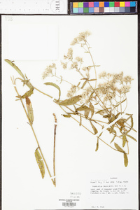 Eupatorium leucolepis image