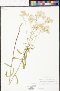 Eupatorium leucolepis image