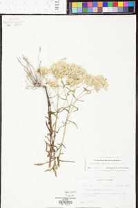 Eupatorium leucolepis image