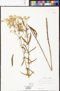 Eupatorium leucolepis image