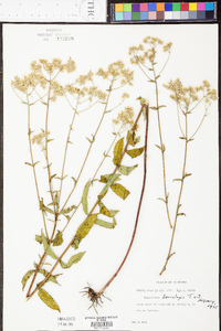 Eupatorium leucolepis image