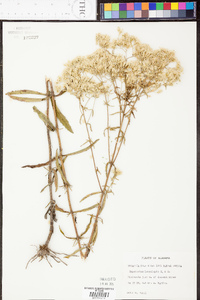 Eupatorium leucolepis image