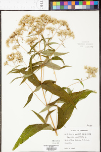 Eupatorium sessilifolium image