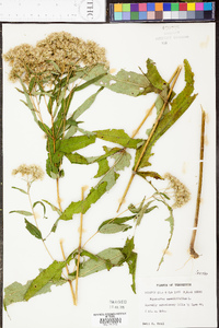 Eupatorium sessilifolium image