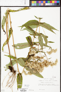 Eupatorium sessilifolium image