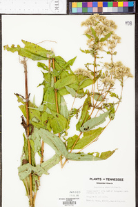 Eupatorium sessilifolium image