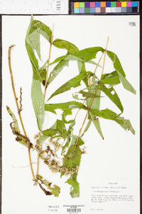 Eupatorium sessilifolium image