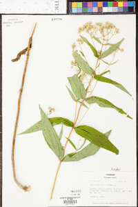 Eupatorium sessilifolium image