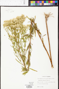 Eupatorium hyssopifolium image