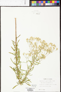 Eupatorium hyssopifolium image