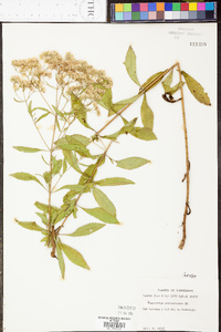 Eupatorium semiserratum image