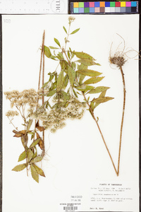 Eupatorium semiserratum image