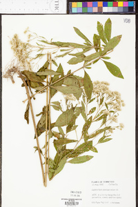 Eupatorium semiserratum image