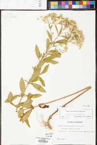 Eupatorium semiserratum image