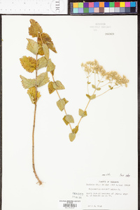 Eupatorium rotundifolium var. rotundifolium image