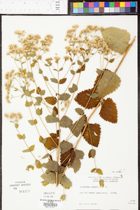 Eupatorium rotundifolium var. ovatum image