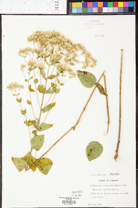 Eupatorium rotundifolium var. ovatum image