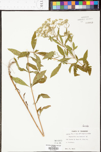 Eupatorium semiserratum image