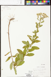 Eupatorium semiserratum image