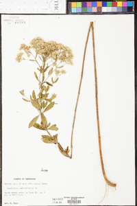 Eupatorium semiserratum image