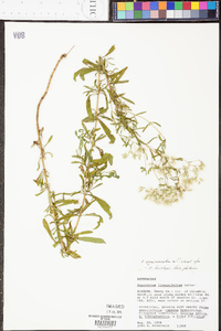 Eupatorium semiserratum image