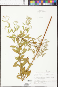 Eupatorium semiserratum image