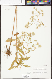 Eupatorium semiserratum image