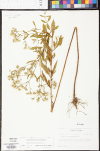 Eupatorium semiserratum image