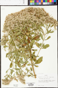 Eupatorium semiserratum image