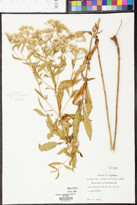 Eupatorium semiserratum image