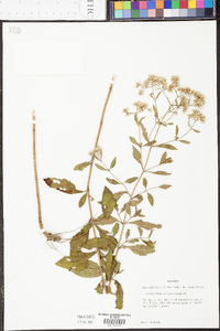 Eupatorium semiserratum image