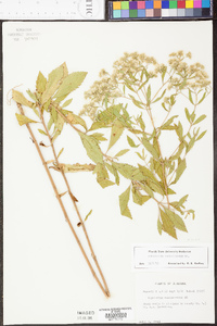 Eupatorium semiserratum image