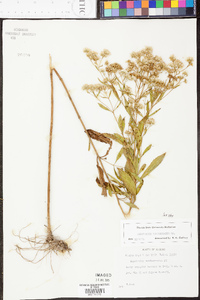 Eupatorium semiserratum image