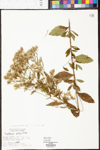 Eupatorium semiserratum image