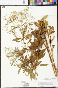 Eupatorium semiserratum image