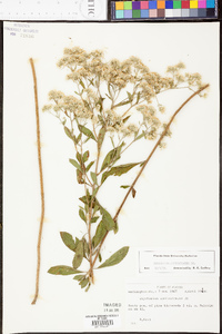 Eupatorium semiserratum image