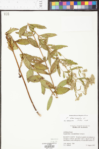 Eupatorium semiserratum image