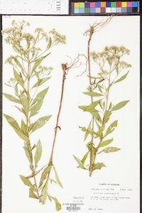 Eupatorium semiserratum image