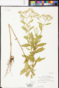 Eupatorium semiserratum image