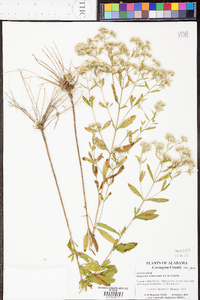 Eupatorium semiserratum image