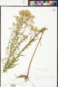 Eupatorium semiserratum image