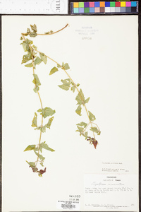 Fleischmannia incarnata image