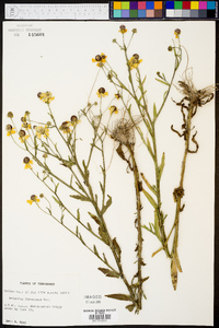 Helenium flexuosum image